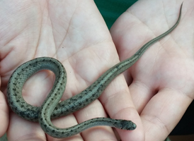 Brown Snake